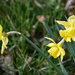 My First Daffodils of 2024 by bjywamer