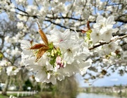 1st Apr 2024 - Blossom 