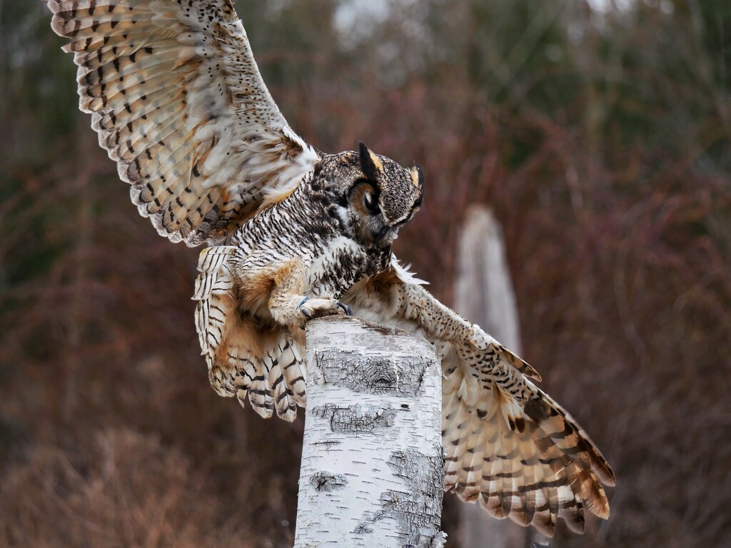 Great Horned Owl by ljmanning
