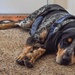 Tired Puppy Dog!