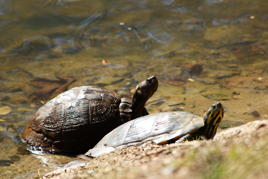 Turtles sunning by randystreat