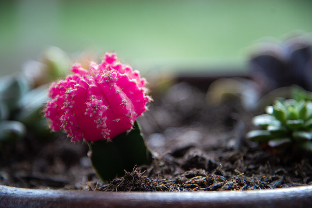 091 - Pink Cactus by emrob