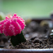091 - Pink Cactus by emrob