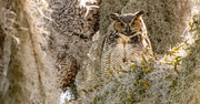 1st Apr 2024 - Great Horned Owl, Mom, I Think!