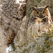 Great Horned Owl, Mom, I Think! by rickster549