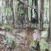 Florence Keller Redwoods  by pandorasecho