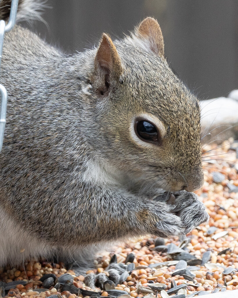 Chubby squirrel by bobbic