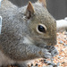 Chubby squirrel by bobbic
