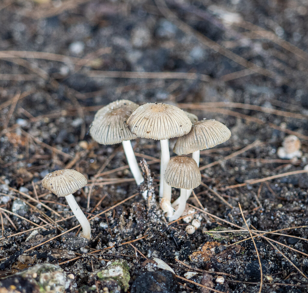 Small patch of Mushrooms. by ianjb21