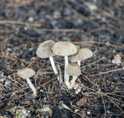 31st Mar 2024 - Small patch of Mushrooms.