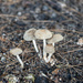 Small patch of Mushrooms. by ianjb21