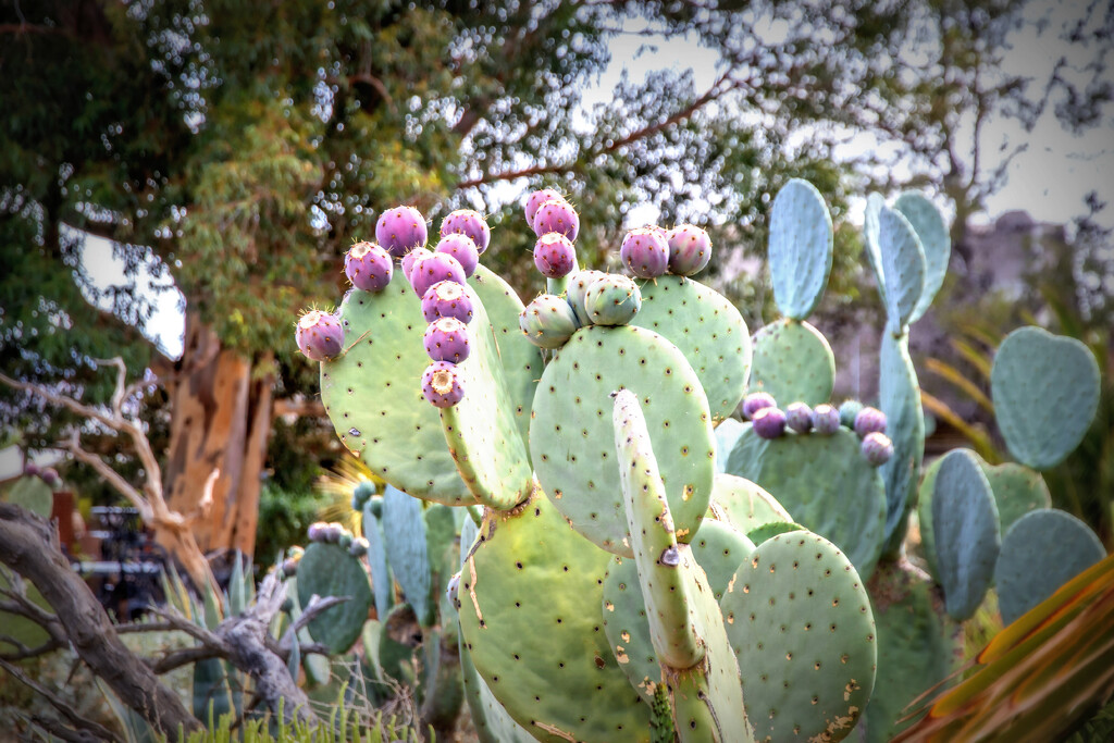 Cactus figs by ludwigsdiana