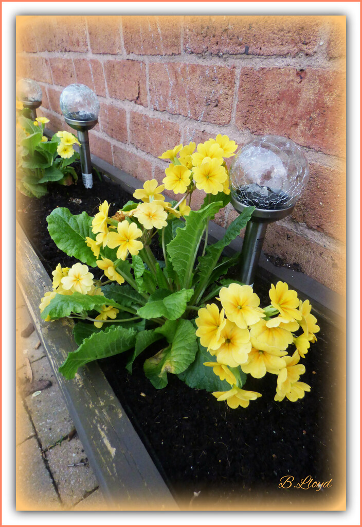Primulas in the trough ! by beryl