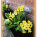 Primulas in the trough ! by beryl