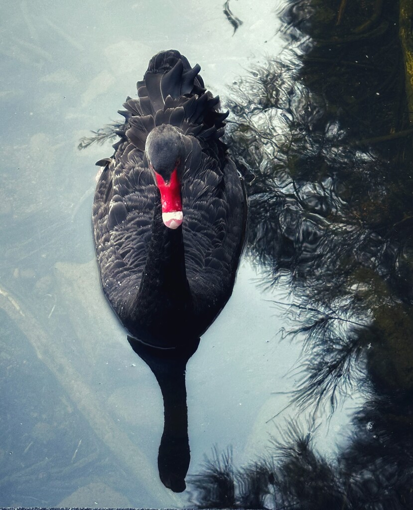 Beautiful black swan by joluisebeth