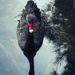 Beautiful black swan by joluisebeth