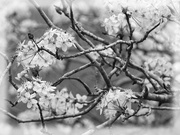 2nd Apr 2024 - More spring blossoms in b&w...