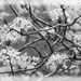More spring blossoms in b&w... by marlboromaam