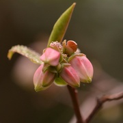 2nd Apr 2024 - Blueberry buds and drizzle.........