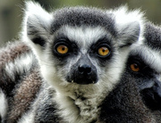 2nd Apr 2024 - Vampire Lemur! : )