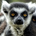 Vampire Lemur! : ) by rennes