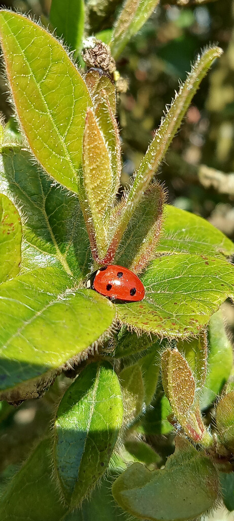 Ladybird  by 365projectorgjoworboys