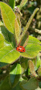2nd Apr 2024 - Ladybird 