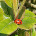 Ladybird  by 365projectorgjoworboys