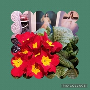 3rd Apr 2024 - Holy images and yellow and red polyanthus flowers.