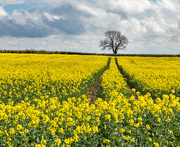 1st Apr 2024 - Tree With Yellow Field