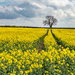 Tree With Yellow Field by tonus