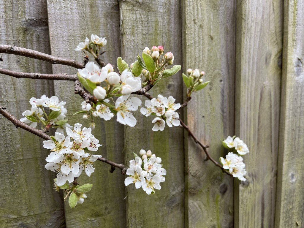 Blossom on our pear tree by helenawall