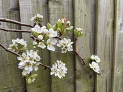 2nd Apr 2024 - Blossom on our pear tree