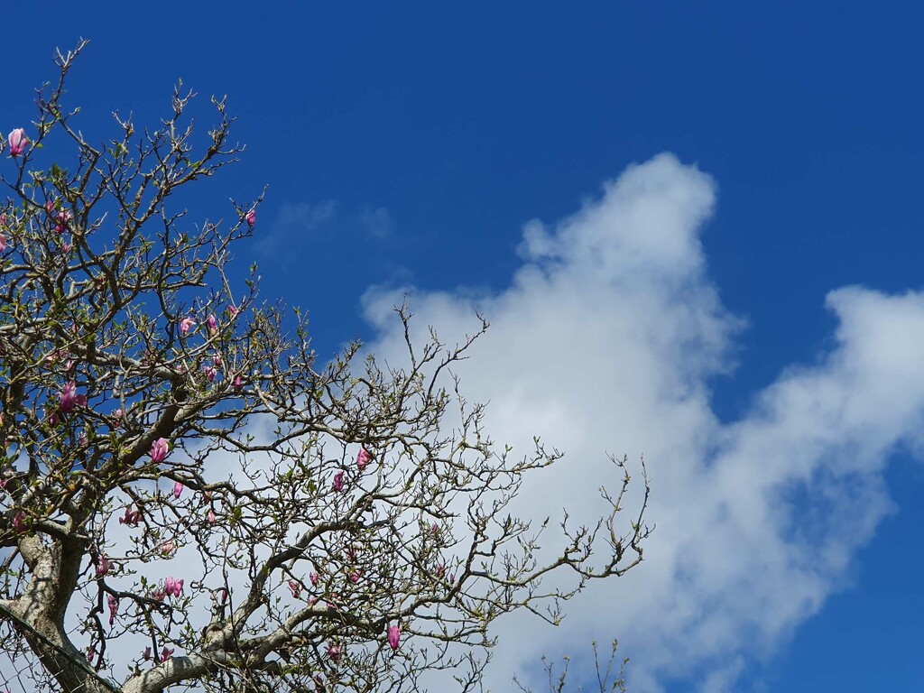 Mighty Magnolia and Blue Sky by will_wooderson