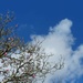 Mighty Magnolia and Blue Sky