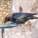 Brownheaded Cowbird... by thewatersphotos