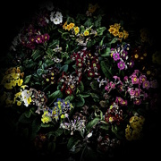 2nd Apr 2024 - Flowers