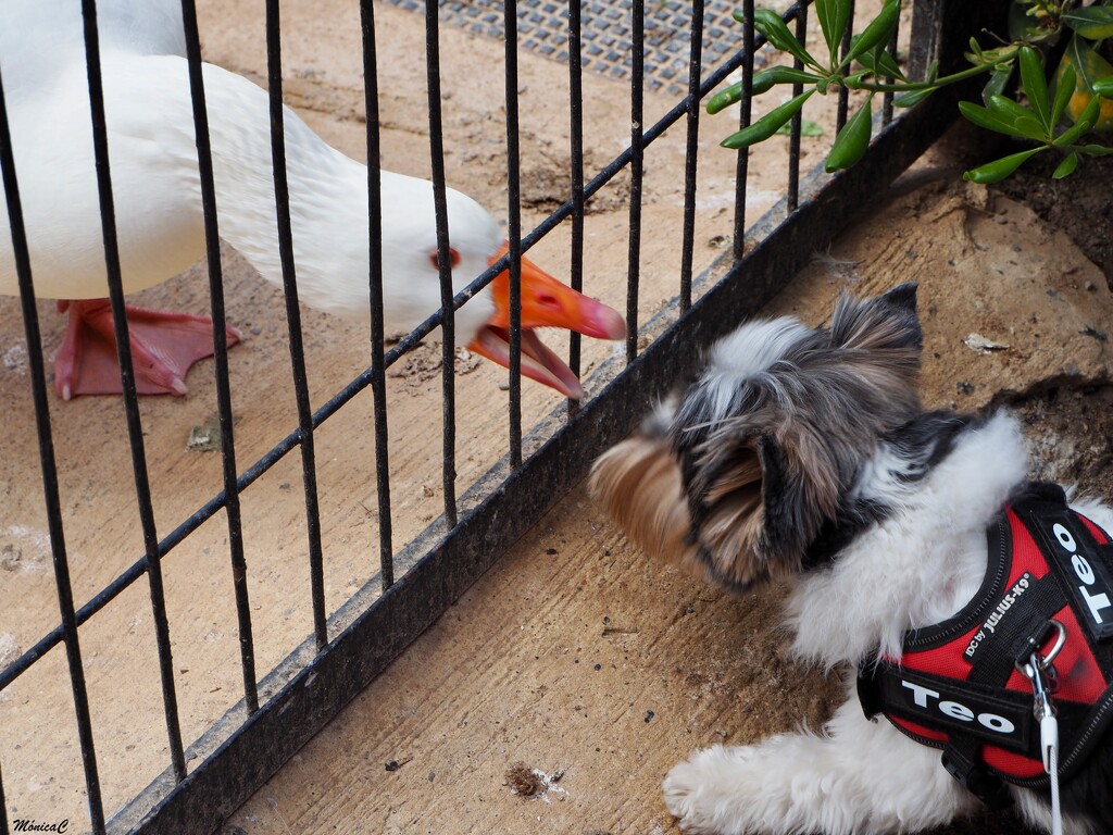 Teo meets goose by monicac