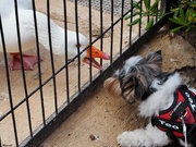 2nd Apr 2024 - Teo meets goose