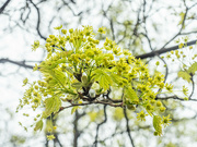 2nd Apr 2024 - Fresh maple leaves