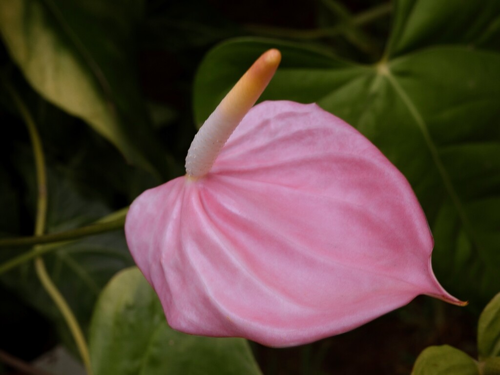 Anthurium by cocokinetic