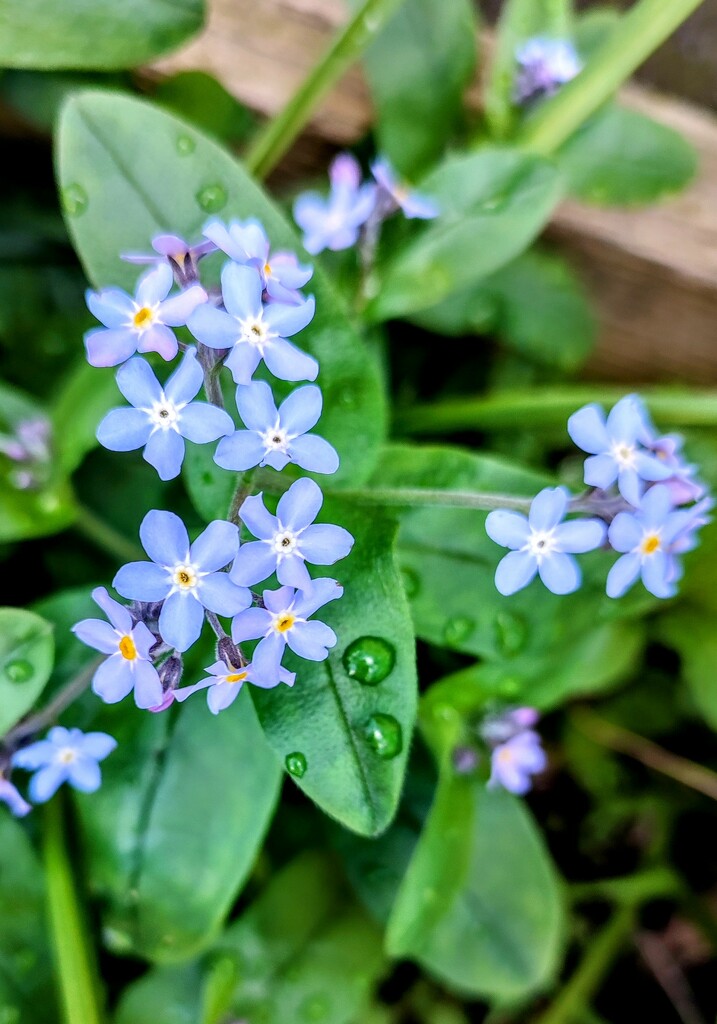 Wood forget-me-not  by boxplayer