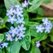Wood forget-me-not  by boxplayer