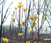 2nd Apr 2024 - Yellow Magnolia