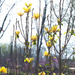 Yellow Magnolia by randystreat