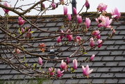 2nd Apr 2024 - magnolia