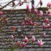 magnolia by anniesue