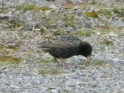 2nd Apr 2024 - Common starling