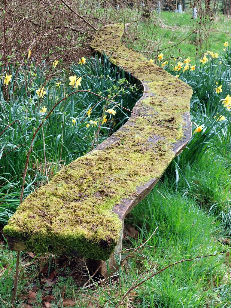 Mossy bench by samcat