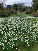 1st Apr 2024 - Daffodils 